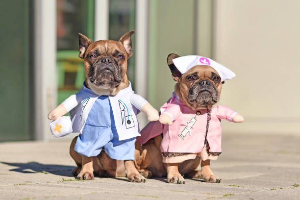 French Bulldog dogs dressed up with doctor and nurse costume with fake arms