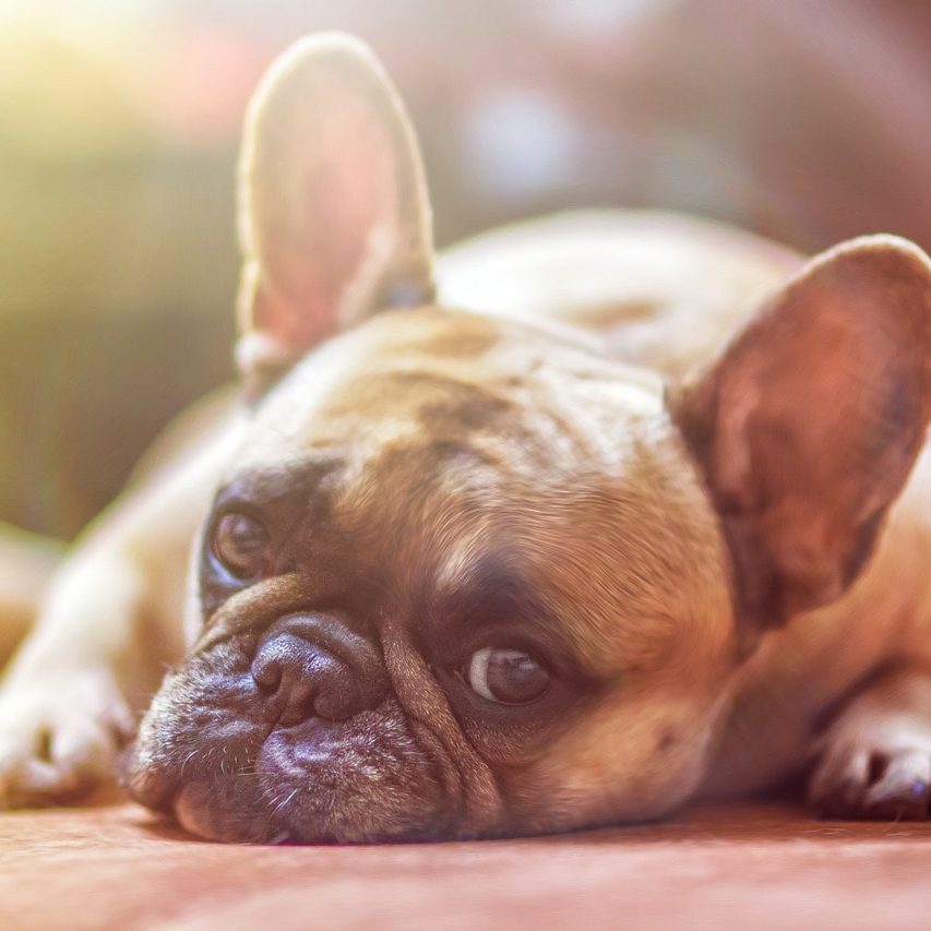 bulldog-1224267_1280